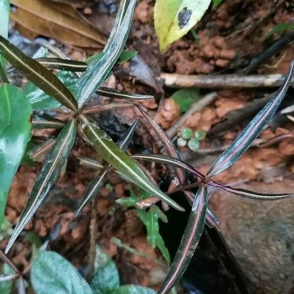 Chimaphila maculata Deilen