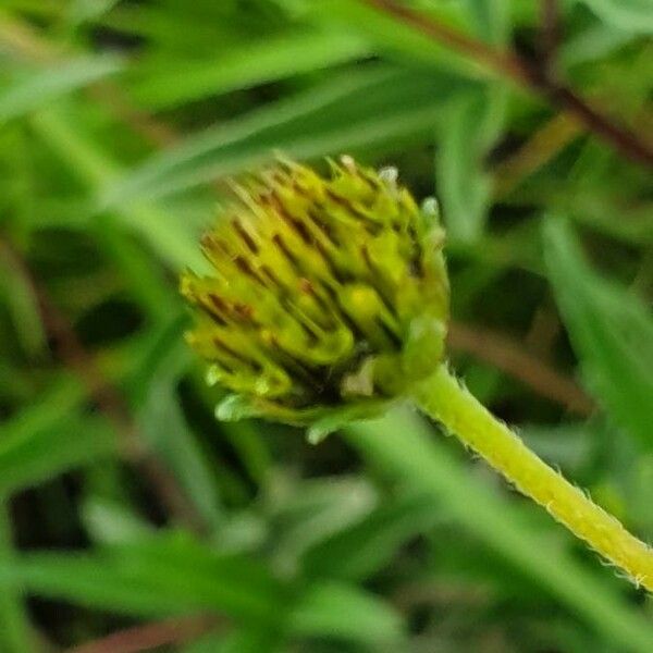 Aspilia mossambicensis Inny