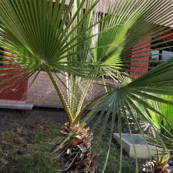 Sabal mexicana Leaf