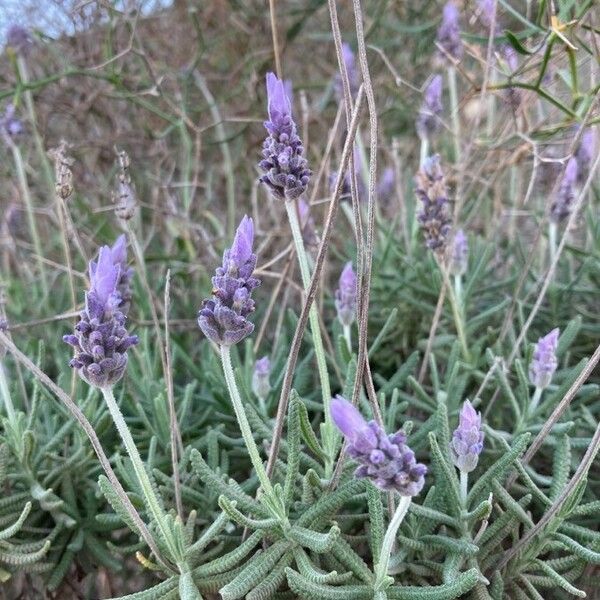 Lavandula dentata 葉