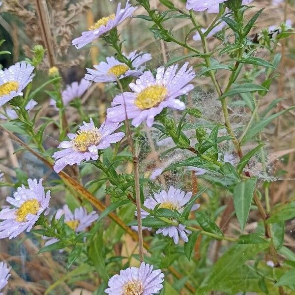 Aster amellus عادت