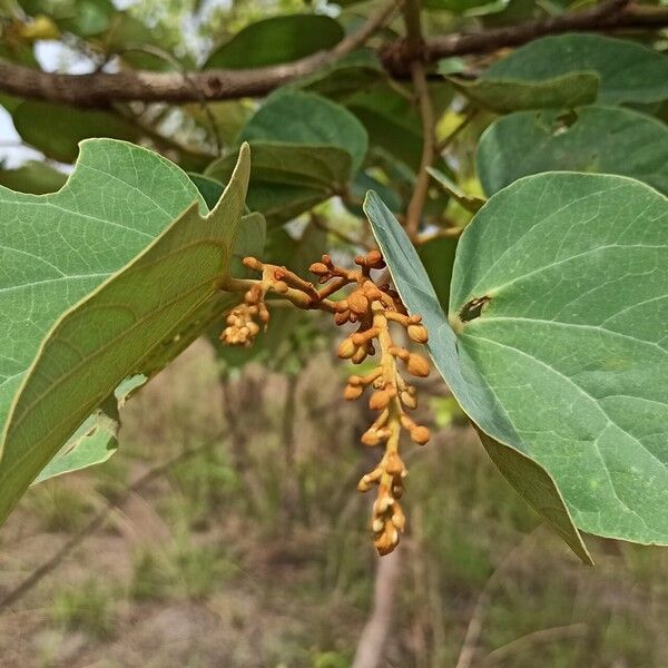 Piliostigma thonningii Leaf