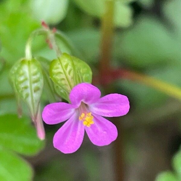 Geranium lucidum Цвят