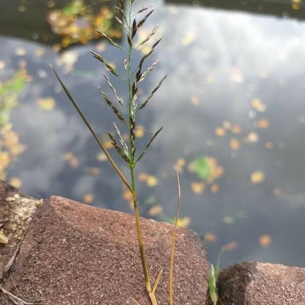 Eragrostis pilosa Cvet