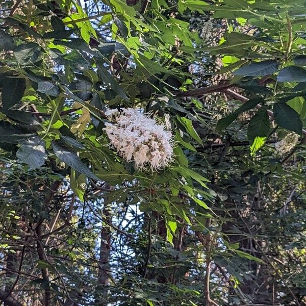 Aesculus californica Floro