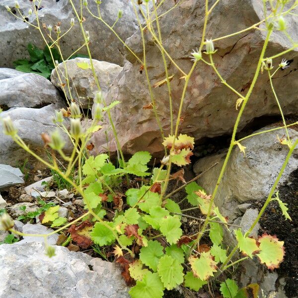 Saxifraga rotundifolia Habit