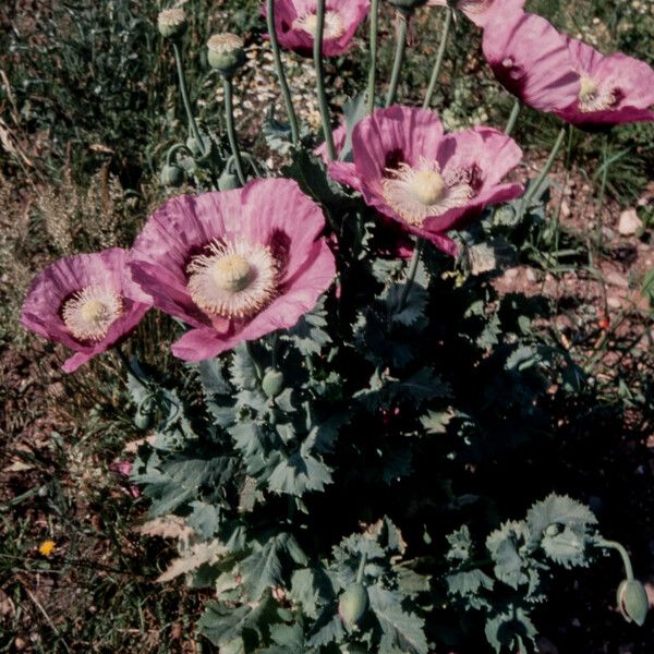 Papaver somniferum Habit