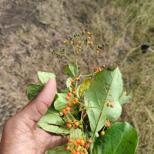 Ehretia amoena Leaf