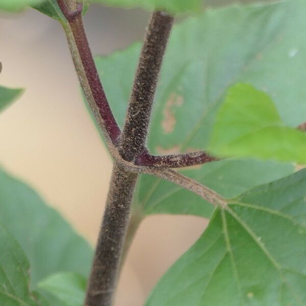 Ageratina adenophora Кара