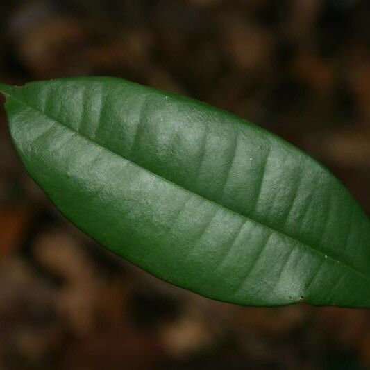 Myrcia decorticans Leaf