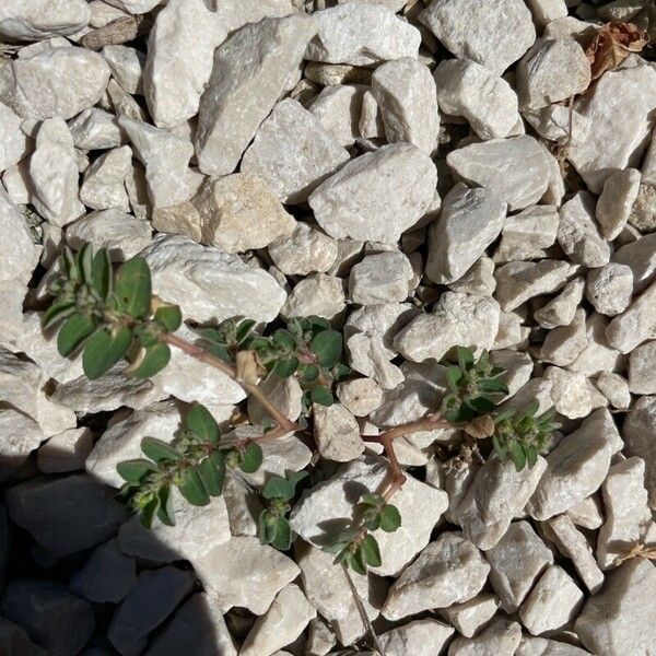 Euphorbia prostrata Lapas