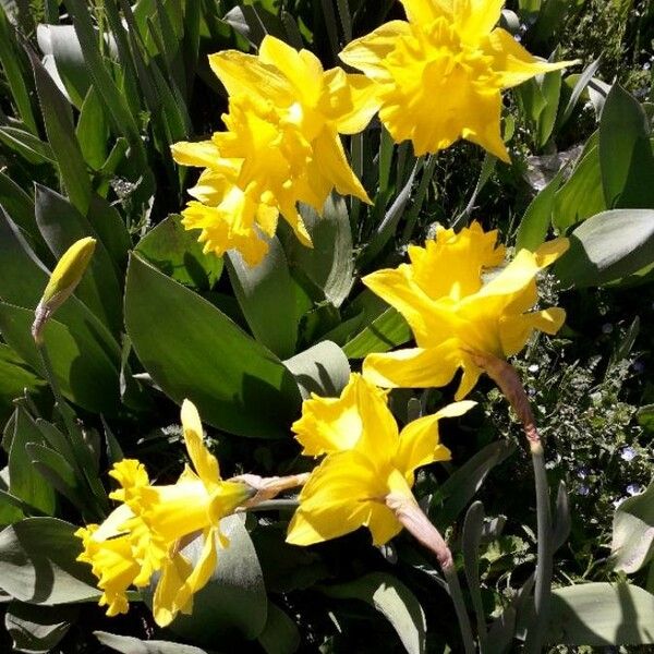 Narcissus pseudonarcissus Çiçek