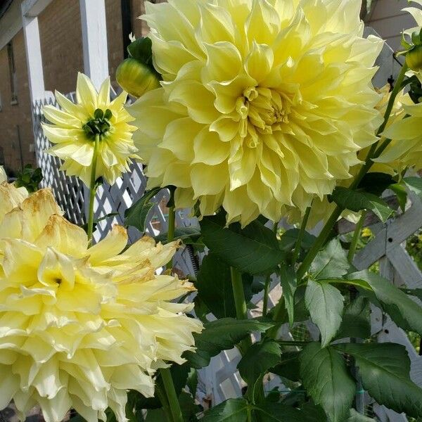 Dahlia pinnata 花