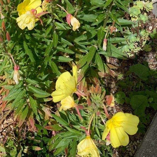 Oenothera glazioviana ᱵᱟᱦᱟ