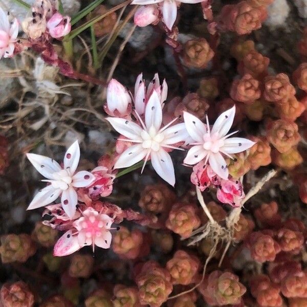 Sedum anglicum फूल