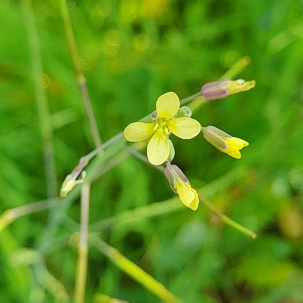 Brassica tournefortii Flower