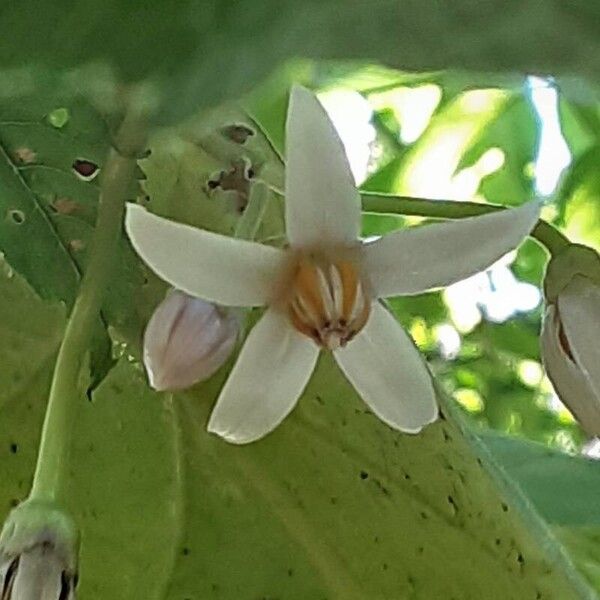 Solanum betaceum Λουλούδι