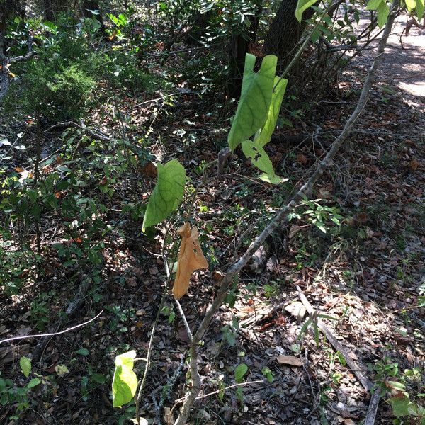 Matelea reticulata Habit