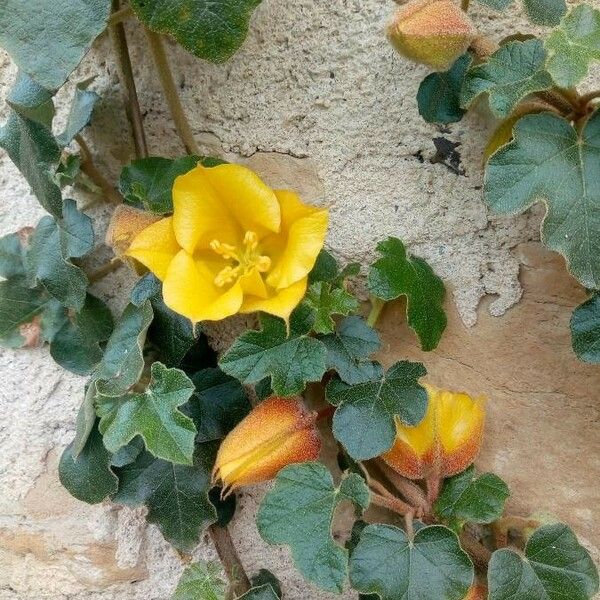 Fremontodendron californicum Cvet