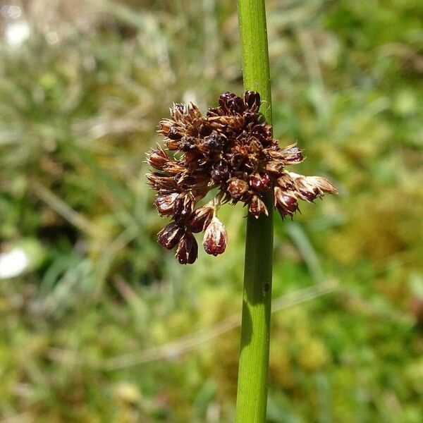 Juncus conglomeratus Flower