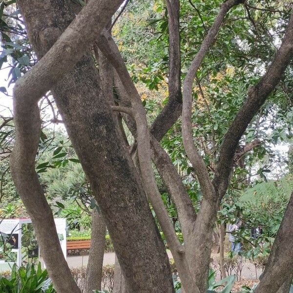 Syzygium jambos 樹皮