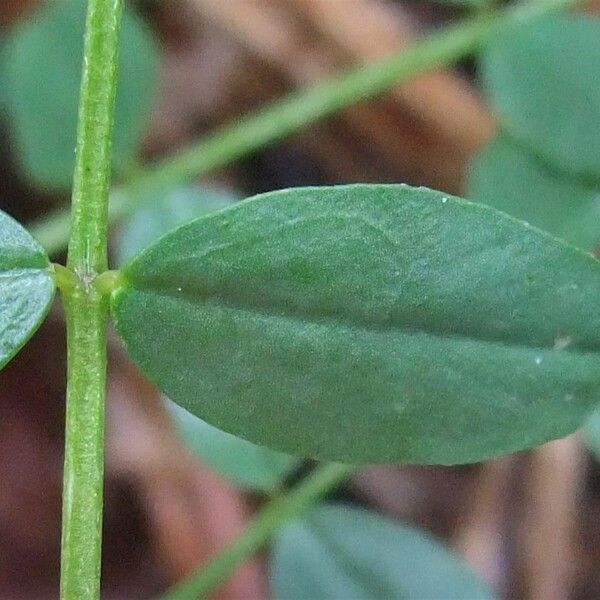 Coronilla vaginalis Leaf