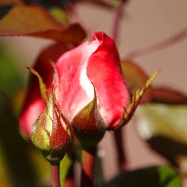 Rosa glauca Flors