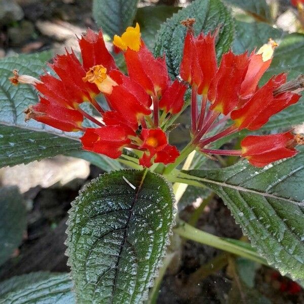 Chrysothemis pulchella Flor