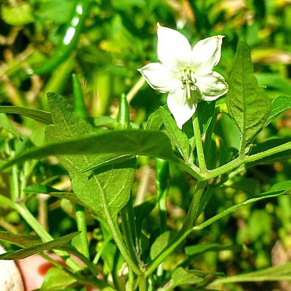 Capsicum annuum Λουλούδι