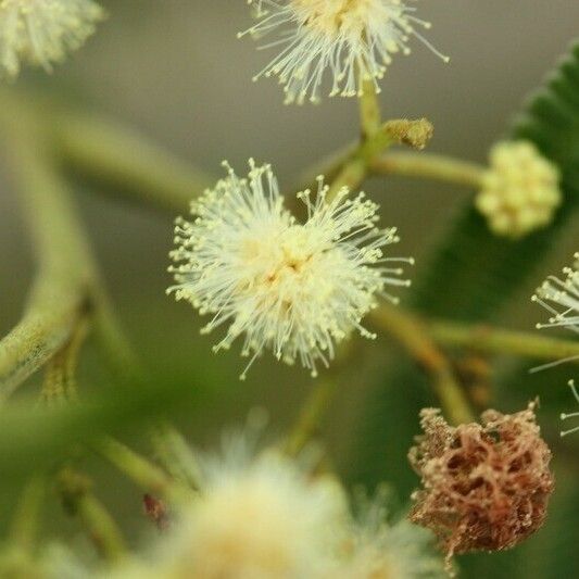 Acacia mearnsii Other