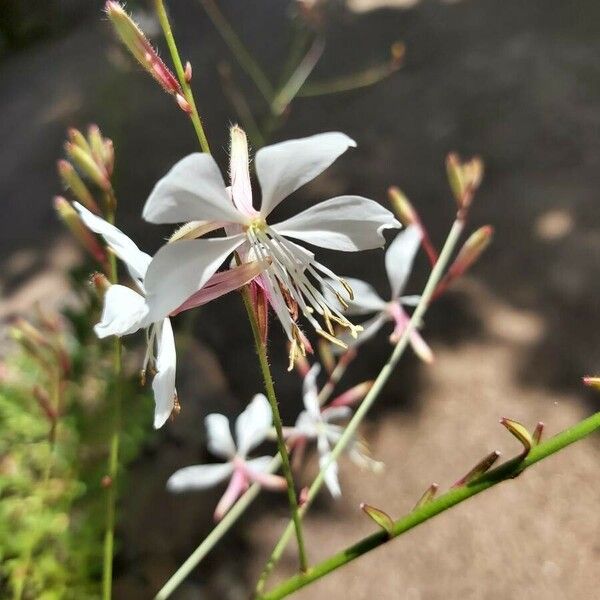 Oenothera lindheimeri ফুল