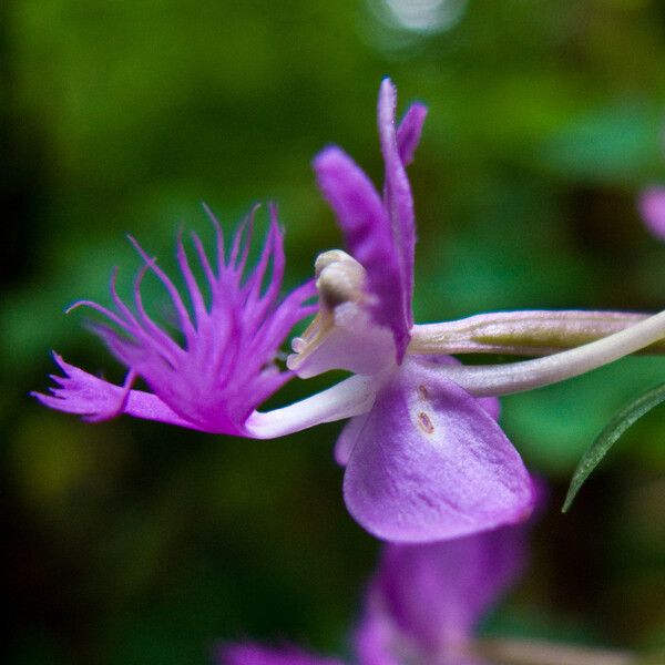 Platanthera psycodes Flower