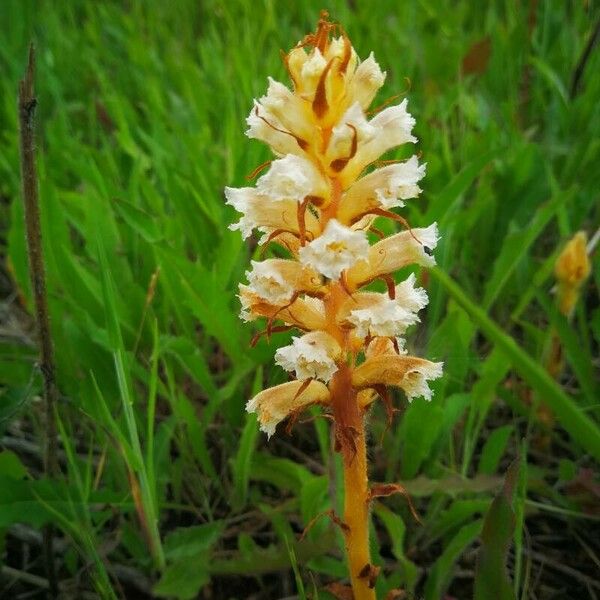 Orobanche picridis Flors