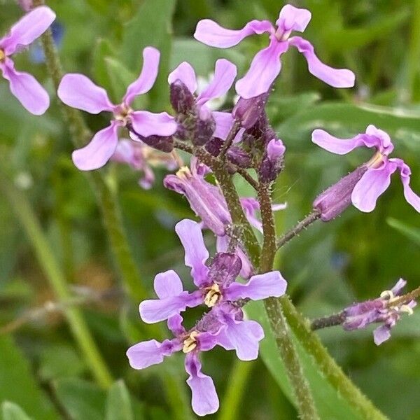 Chorispora tenella Flower