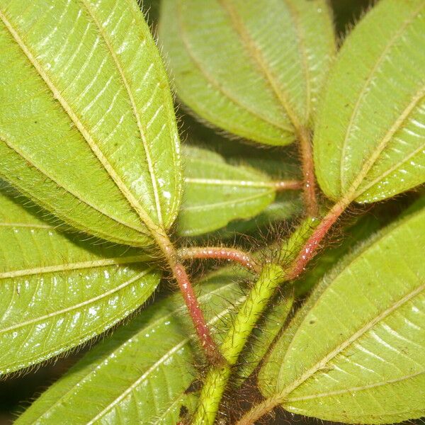 Miconia lacera Folha