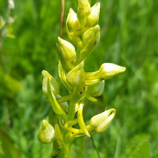 Platanthera chlorantha Virág