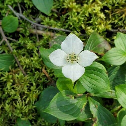 Cornus canadensis Flor