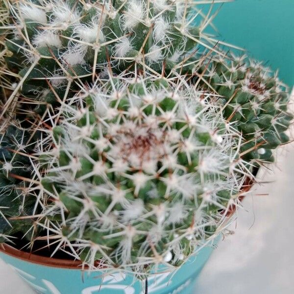 Mammillaria karwinskiana Leaf