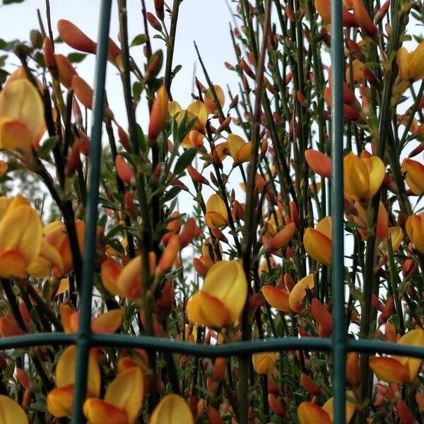 Cytisus × praecox Цветок