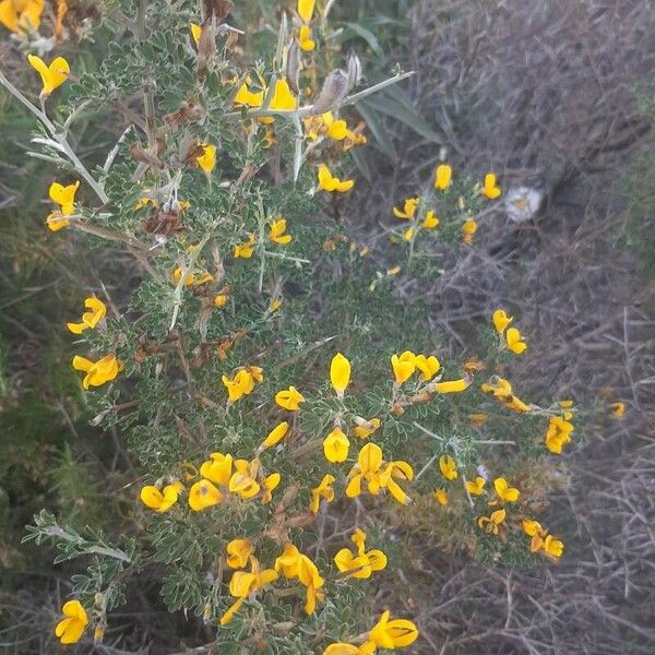 Cytisus spinosus Õis