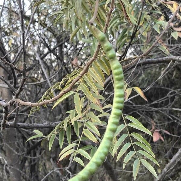 Senna petersiana Fruit