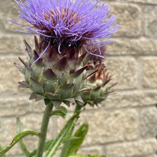 Cynara cardunculus फूल