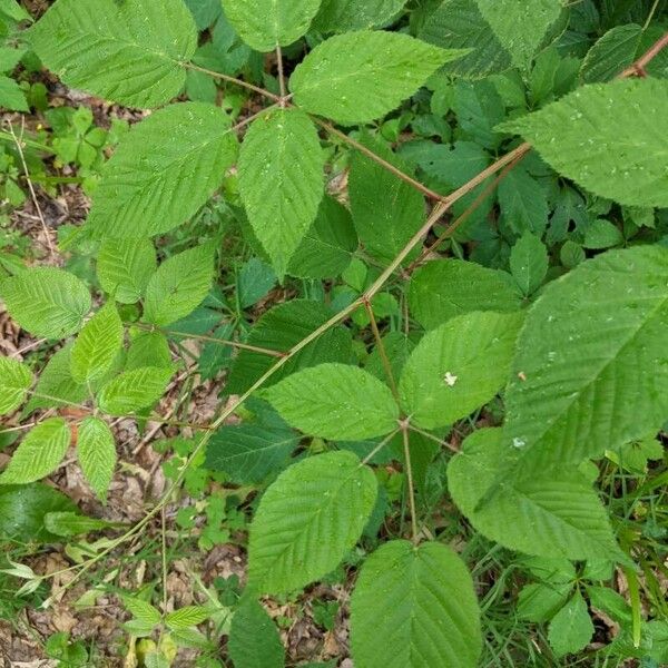 Rubus canadensis Leaf