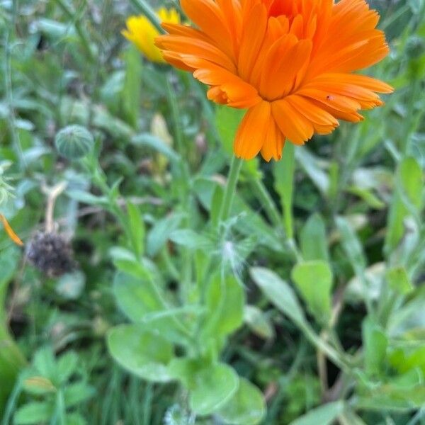 Calendula officinalis Cvet