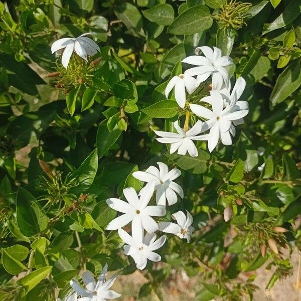 Jasminum multiflorum Flower