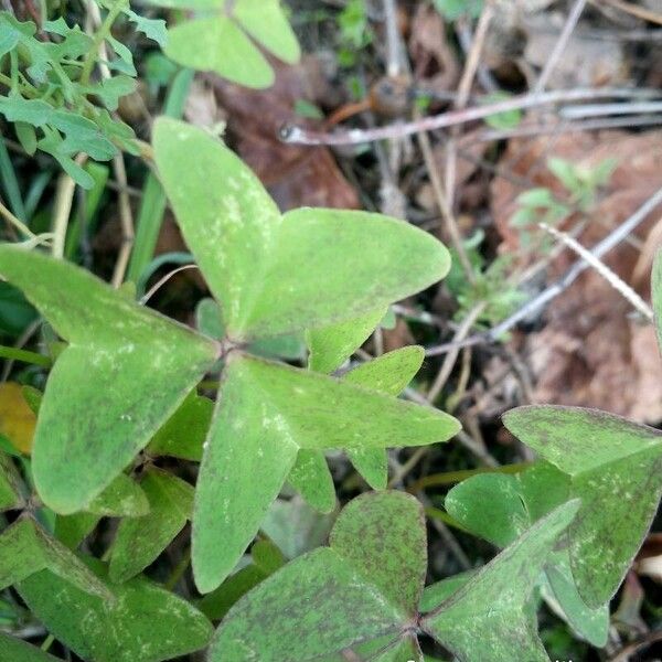 Oxalis latifolia List