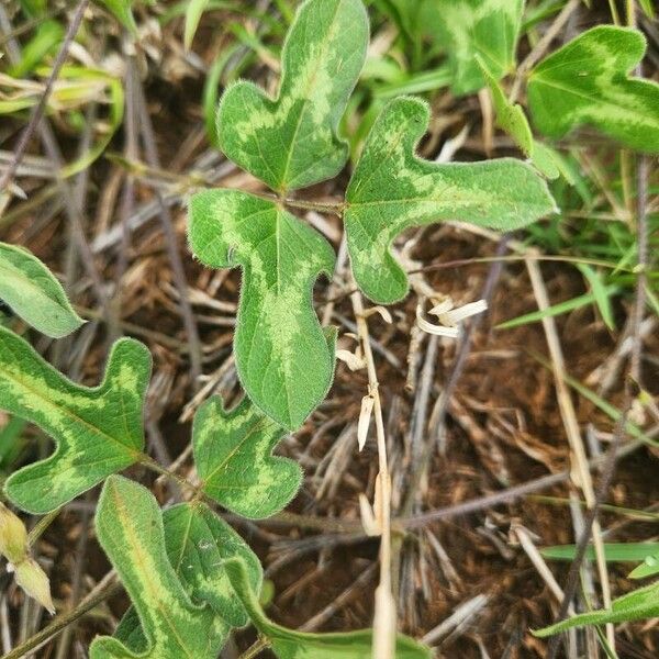 Vigna frutescens Лист