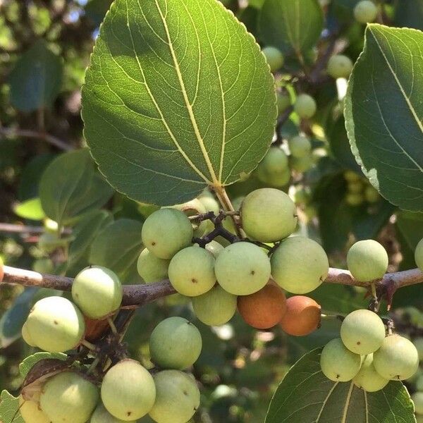 Ziziphus mucronata Fruit