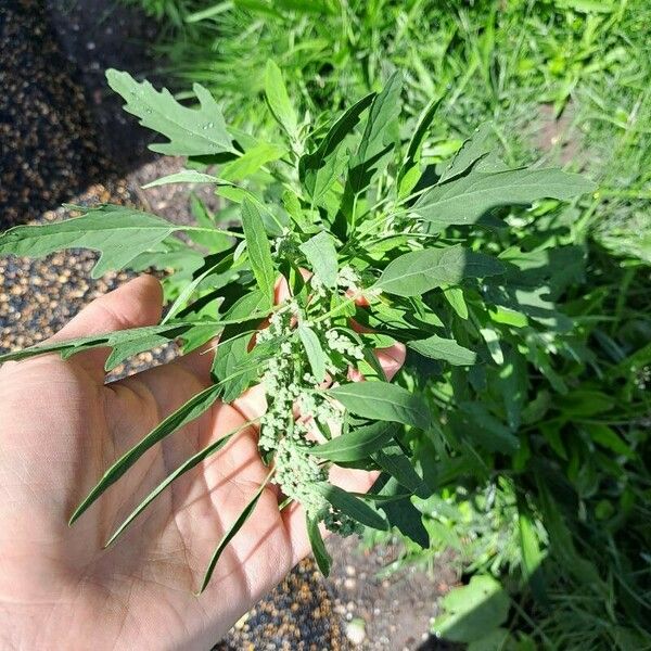 Chenopodium ficifolium Blüte