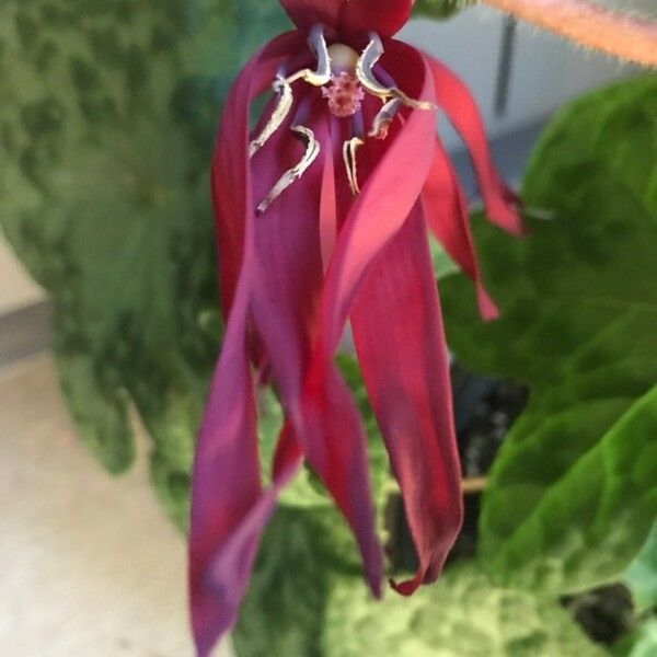 Podophyllum versipelle Fiore